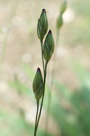 Panicum capillare \ Haar�stige Rispen-Hirse / Witchgrass, D Hartheim 22.7.2017