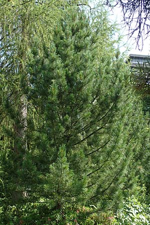 Pinus cembra \ Zirbel-Kiefer, Arve / Arolla Pine, Swiss Stone Pine, D Botan. Gar.  Universit.  T&uuml;bingen 6.6.2018