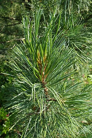 Pinus cembra \ Zirbel-Kiefer, Arve / Arolla Pine, Swiss Stone Pine, D Botan. Gar.  Universit.  T&uuml;bingen 6.6.2018