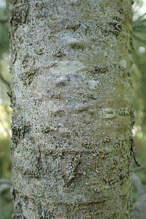 Pinus cembra \ Zirbel-Kiefer, Arve / Arolla Pine, Swiss Stone Pine, D Botan. Gar.  Universit.  T&uuml;bingen 6.6.2018