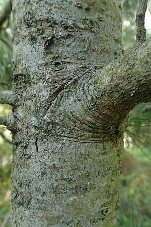 Pinus cembra \ Zirbel-Kiefer, Arve / Arolla Pine, Swiss Stone Pine, D Botan. Gar.  Universit.  T&uuml;bingen 6.6.2018