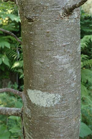 Pinus cembra \ Zirbel-Kiefer, Arve / Arolla Pine, Swiss Stone Pine, D Botan. Gar.  Universit.  T&uuml;bingen 6.6.2018