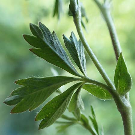 Potentilla collina s.l. \ H�gel-Fingerkraut / Palmleaf Cinquefoil, D Mannheim 17.5.2019