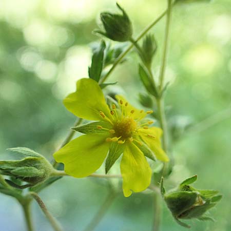 Potentilla collina s.l. \ H�gel-Fingerkraut / Palmleaf Cinquefoil, D Mannheim 17.5.2019