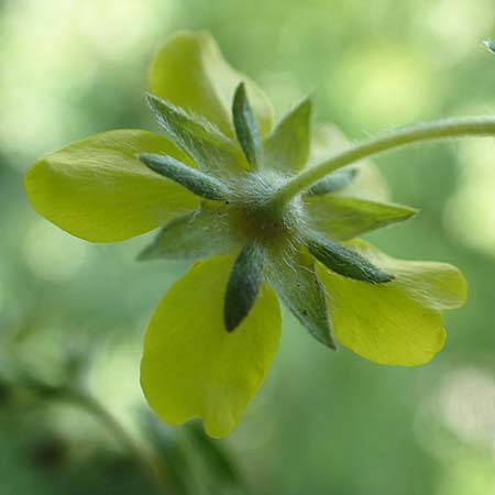 Potentilla collina s.l. \ H�gel-Fingerkraut / Palmleaf Cinquefoil, D Mannheim 17.5.2019