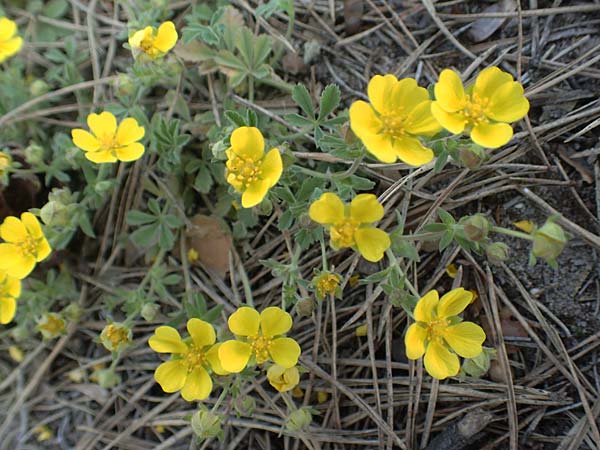 Potentilla incana \ Sand-Fingerkraut / Sand Cinquefoil, D Viernheim 7.4.2020