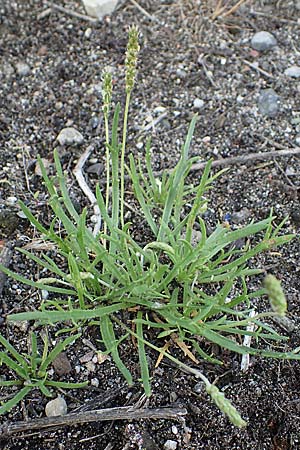 Plantago coronopus subsp. coronopus, Buck's-horn Plantain