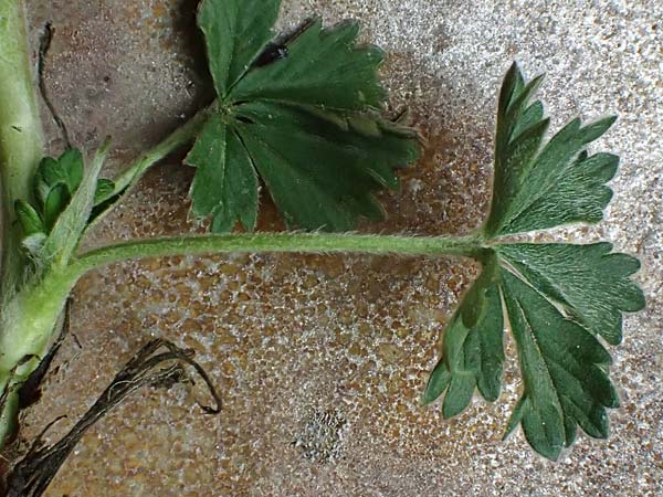Potentilla collina s.l. \ H�gel-Fingerkraut / Palmleaf Cinquefoil, D Mannheim 8.4.2022
