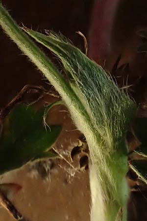 Potentilla collina s.l. \ H�gel-Fingerkraut / Palmleaf Cinquefoil, D Mannheim 8.4.2022