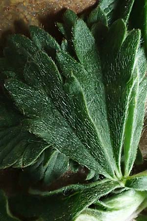 Potentilla collina s.l. \ H�gel-Fingerkraut / Palmleaf Cinquefoil, D Mannheim 8.4.2022