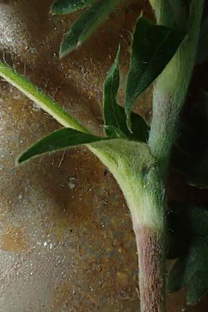 Potentilla collina s.l. \ H�gel-Fingerkraut / Palmleaf Cinquefoil, D Mannheim 8.4.2022