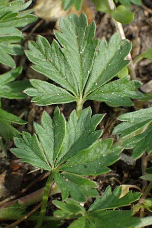 Potentilla collina s.l. \ H�gel-Fingerkraut / Palmleaf Cinquefoil, D Mannheim 6.4.2023