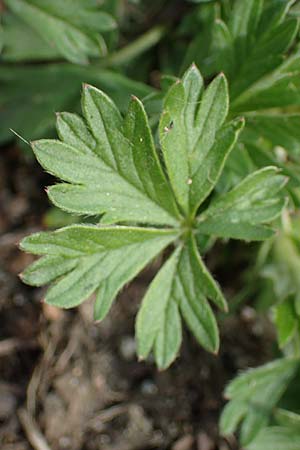 Potentilla collina s.l. \ H�gel-Fingerkraut / Palmleaf Cinquefoil, D Mannheim 6.4.2023