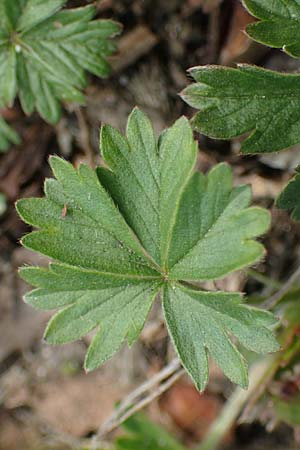 Potentilla collina s.l. \ H�gel-Fingerkraut / Palmleaf Cinquefoil, D Mannheim 6.4.2023