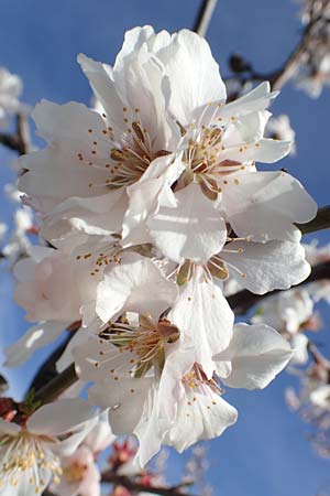 Prunus dulcis \ Mandel / Almond, D Neustadt an der Weinstra&szlig;e 15.3.2020