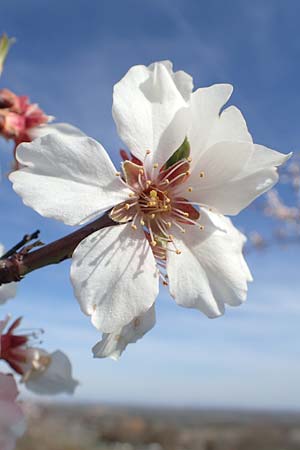 Prunus dulcis \ Mandel / Almond, D Neustadt an der Weinstra&szlig;e 15.3.2020