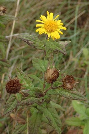 Pulicaria dysenterica \ Gro�es Flohkraut / Common Fleabane, D Sachsen-Anhalt, S&uuml;lzetal-S&uuml;lldorf 27.9.2020