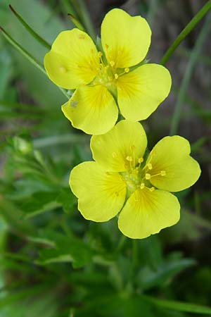 Potentilla erecta \ Blutwurz / Tormentil, D Schwarzwald/Black-Forest, Feldberg 29.6.2008