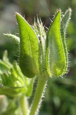 Picris echioides \ Wurm-Lattich, Natternkopf-Bitterkraut / Bristly Ox-Tongue, D Biblis 20.10.2018