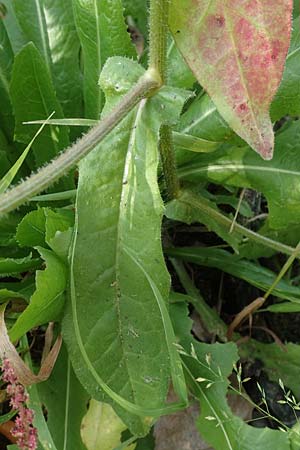 Picris echioides \ Wurm-Lattich, Natternkopf-Bitterkraut / Bristly Ox-Tongue, D Biblis 20.10.2018