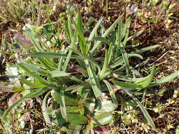Petrorhagia prolifera \ Sprossende Felsennelke, Sprossendes Nelkenk�pfchen, D Hockenheim 16.4.2019