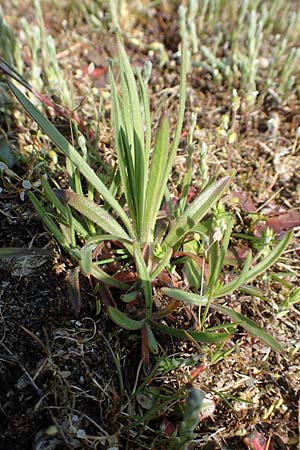Petrorhagia prolifera \ Sprossende Felsennelke, Sprossendes Nelkenk�pfchen, D Hockenheim 16.4.2019