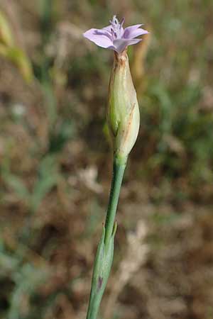 Petrorhagia prolifera, Sprossende Felsennelke, Sprossendes Nelkenk&ouml;pfchen