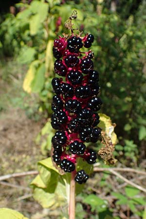 Phytolacca esculenta \ Indische Kermesbeere, Essbare Kermesbeere / Pokeweed, D M&ouml;rfelden-Walldorf 14.8.2021