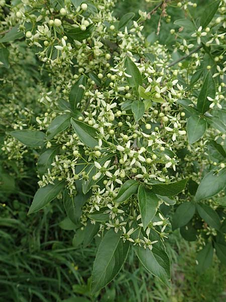 Euonymus europaeus \ Gew�hnliches Pfaffenh�tchen / Spindle, D Schriesheim 14.5.2016