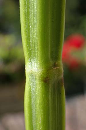 Salvia hispanica \ Mexikanische Chia / Chia Seeds, D R&ouml;merberg 12.9.2022