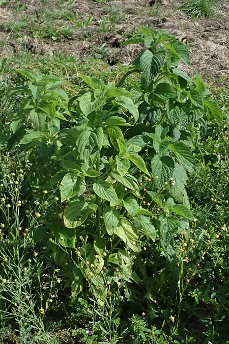 Perilla frutescens \ Basilien-Erzblatt, Sesamblatt / Shiso, Beefsteak Plant, D Oberdielbach 7.9.2025