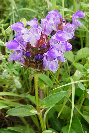 Prunella grandiflora, Large Selfheal