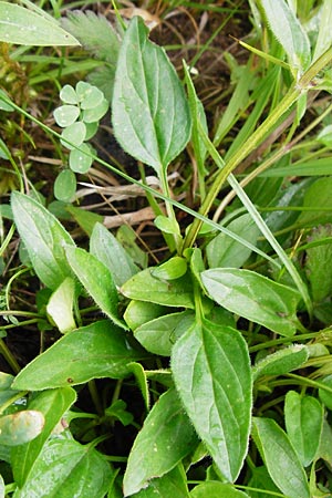 Prunella grandiflora \ Gro�e Braunelle / Large Selfheal, D T&uuml;bingen 20.6.2015