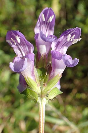 Prunella grandiflora \ Gro�e Braunelle / Large Selfheal, D M&ouml;mlingen 10.9.2016