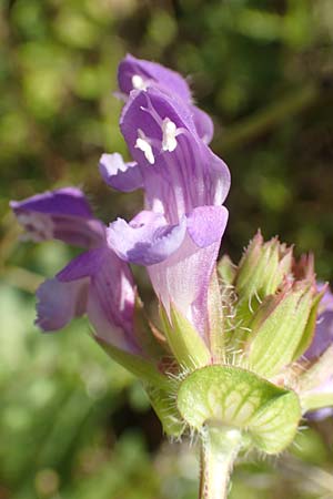 Prunella grandiflora \ Gro�e Braunelle / Large Selfheal, D M&ouml;mlingen 10.9.2016