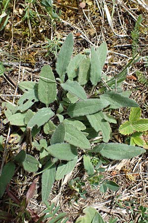 Prunella grandiflora \ Gro�e Braunelle / Large Selfheal, D Hardheim 28.5.2022