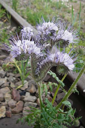 Phacelia tanacetifolia, Phacelia