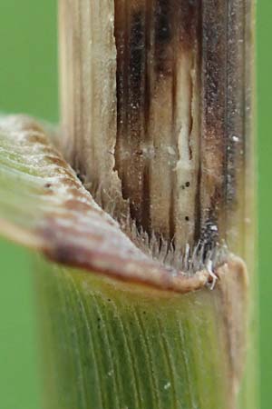 Phragmites australis \ Schilf / Common Reed, D R&uuml;sselsheim 5.10.2019