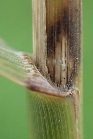 Phragmites australis \ Schilf / Common Reed, D R&uuml;sselsheim 5.10.2019