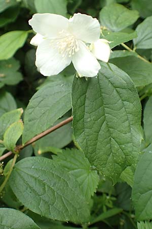 Philadelphus coronarius, Europ&auml;ischer Pfeifenstrauch, Falscher Jasmin