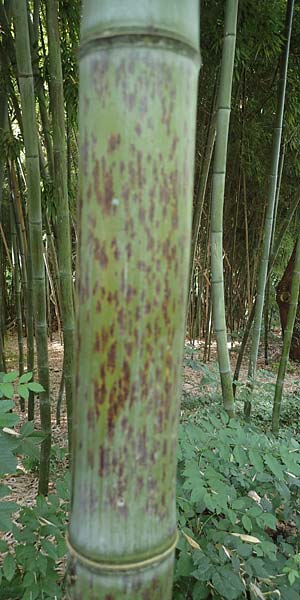 Phyllostachys nigra \ Schwarzrohr-Bambus / Black Bamboo, D Linkenheim-Hochstetten 23.7.2022