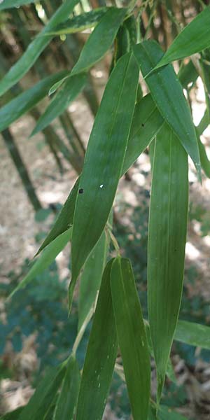 Phyllostachys nigra \ Schwarzrohr-Bambus / Black Bamboo, D Linkenheim-Hochstetten 23.7.2022