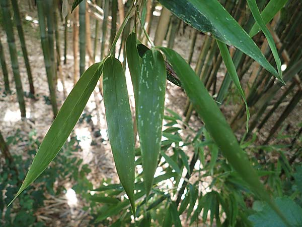 Phyllostachys nigra \ Schwarzrohr-Bambus / Black Bamboo, D Linkenheim-Hochstetten 23.7.2022