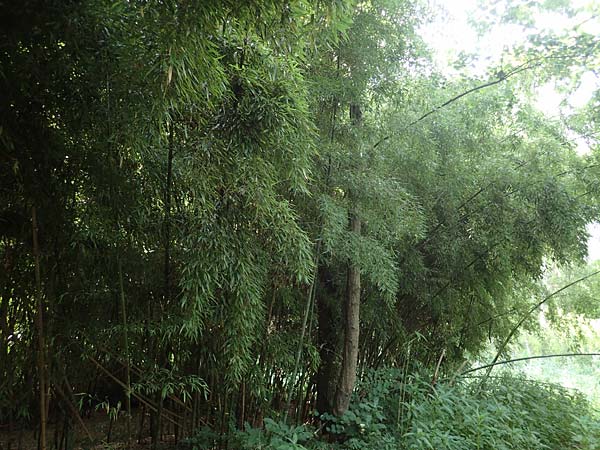 Phyllostachys nigra \ Schwarzrohr-Bambus / Black Bamboo, D Linkenheim-Hochstetten 23.7.2022