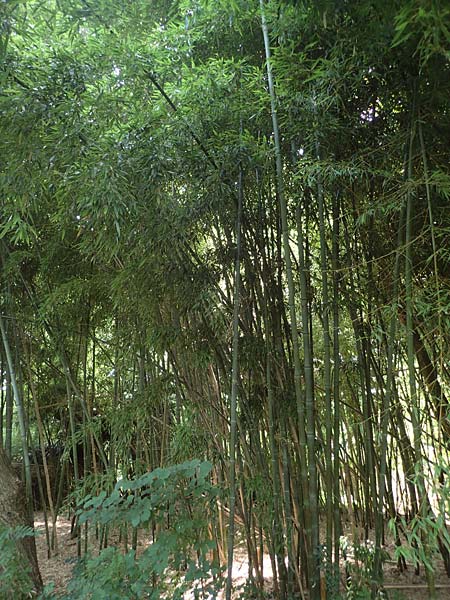 Phyllostachys nigra \ Schwarzrohr-Bambus / Black Bamboo, D Linkenheim-Hochstetten 23.7.2022