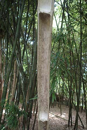 Phyllostachys nigra \ Schwarzrohr-Bambus / Black Bamboo, D Linkenheim-Hochstetten 23.7.2022
