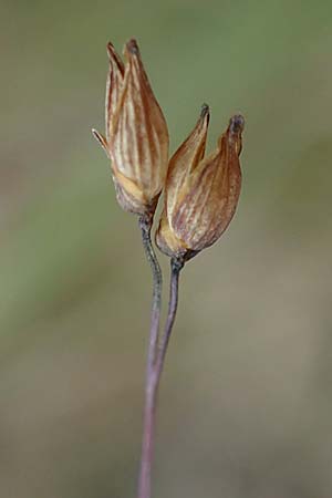 Panicum miliaceum subsp. ruderale \ Unkraut-Rispen-Hirse / Blackseeded Proso Millet, Broomcorn Millet, D Br&uuml;hl bei/near Mannheim 20.10.2022