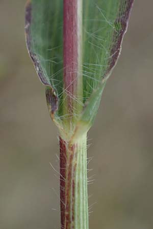 Panicum miliaceum subsp. ruderale \ Unkraut-Rispen-Hirse / Blackseeded Proso Millet, Broomcorn Millet, D Br&uuml;hl bei/near Mannheim 20.10.2022