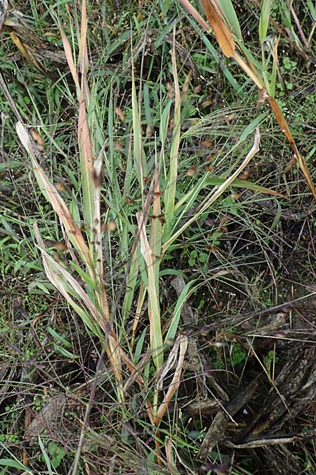 Panicum miliaceum subsp. ruderale \ Unkraut-Rispen-Hirse / Blackseeded Proso Millet, Broomcorn Millet, D Br&uuml;hl bei/near Mannheim 21.10.2022