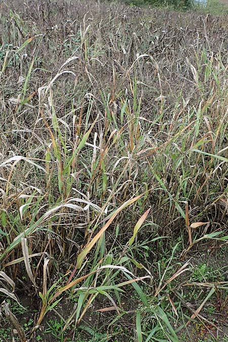 Panicum miliaceum subsp. ruderale \ Unkraut-Rispen-Hirse / Blackseeded Proso Millet, Broomcorn Millet, D Br&uuml;hl bei/near Mannheim 21.10.2022